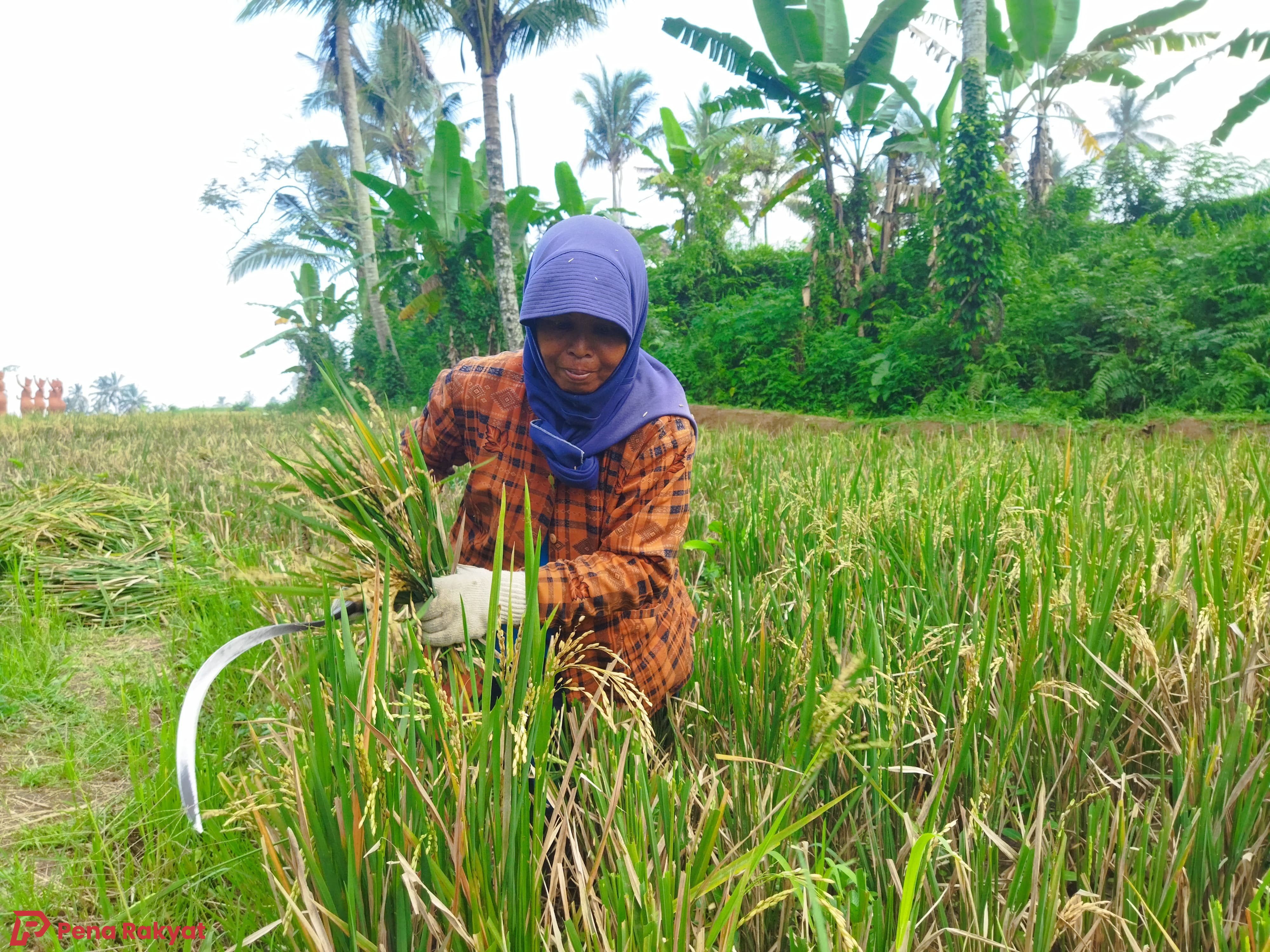 Banyuwangi Persiapkan Diri Atasi Tantangan Pangan dengan Perbaikan Irigasi