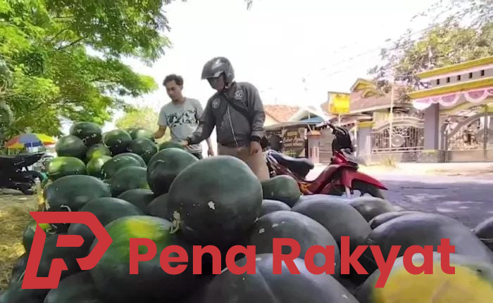 Dua Kecamatan Jadi Sentra Produksi Semangka di Banyuwangi