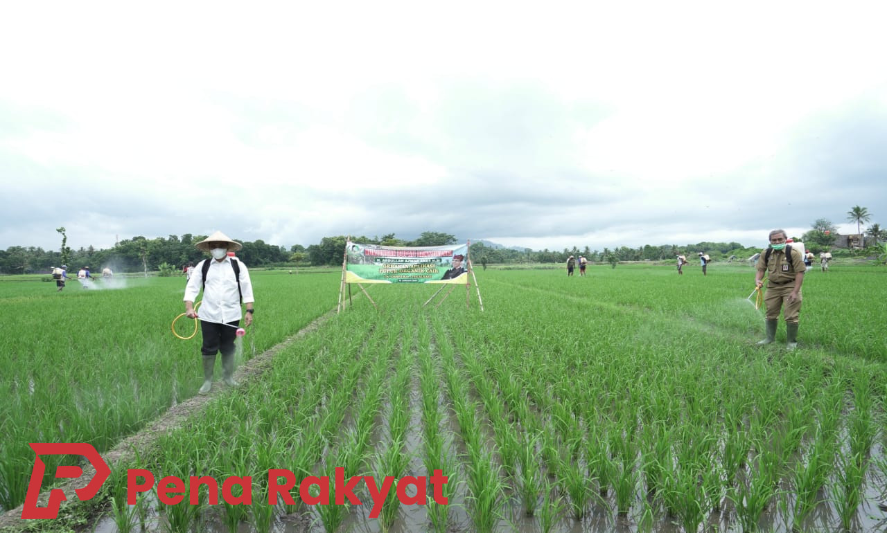 Komitmen Dinas Pertanian Banyuwangi: Tingkatkan Daya Saing Melalui Pertanian Organik
