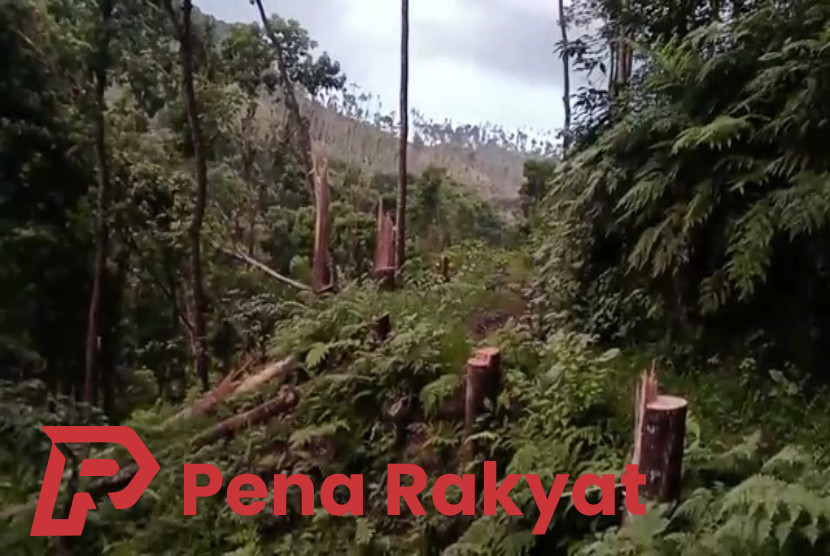 Oknum Tidak Bertanggungjawab Semakin Brutal Tebangi Pohon di Perkebunan Bumisari