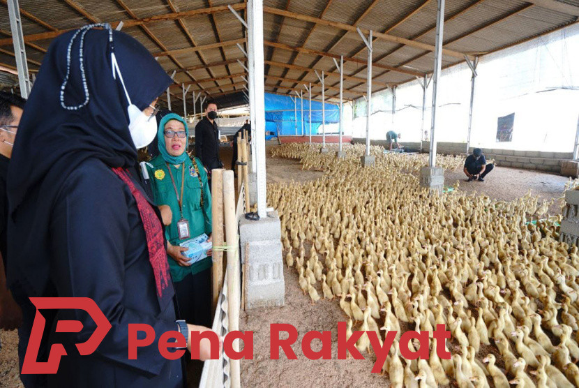 Pendampingan Pemkab Banyuwangi, Menyokong Pertumbuhan Kelompok Ternak Bebek di Kedungwungu