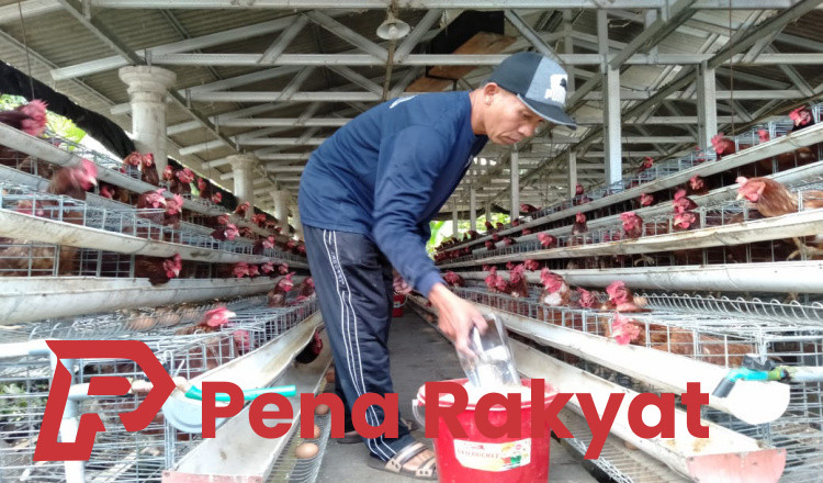 Pelatihan dan Pendampingan, Kunci Sukses Budidaya Ayam Petelur dan Sapi Potong Banyuwangi