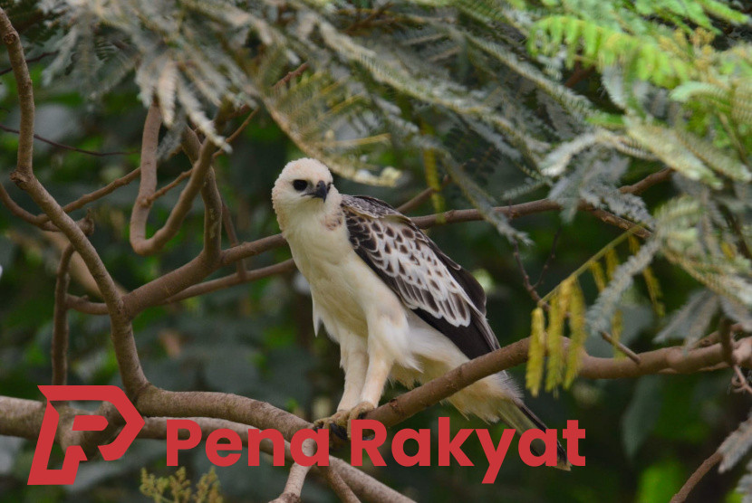 Keberhasilan Reklamasi PT BSI Menarik Kehadiran Ratusan Jenis Satwa