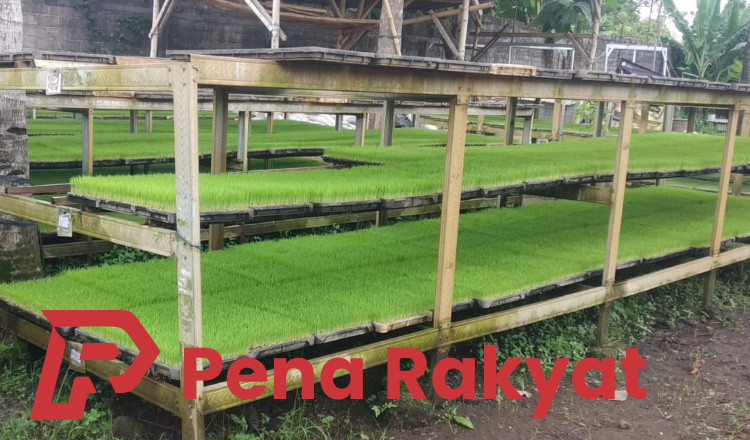 Sistem Tanam Culik Solusi Percepat Musim Panen di Banyuwangi